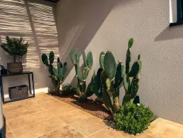 villa ollea cactus 1 uai