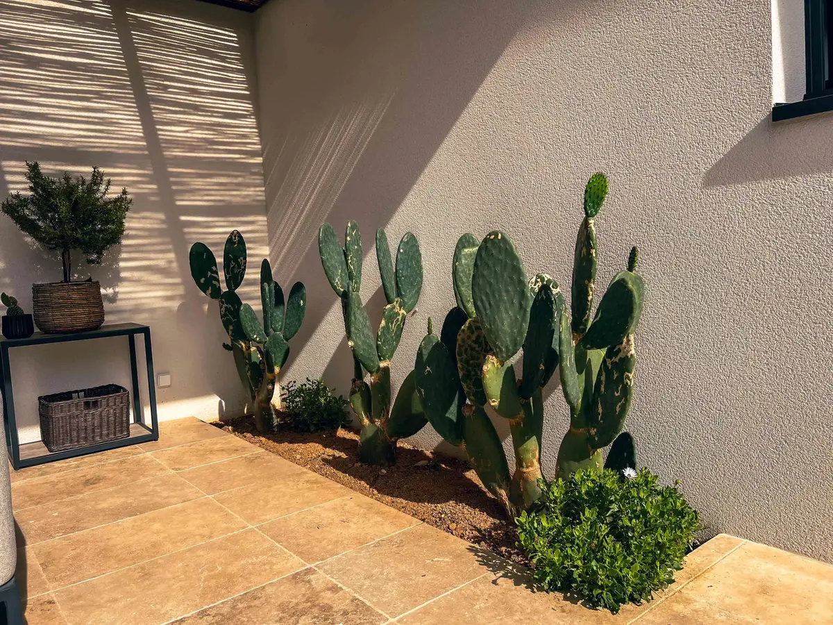 villa ollea cactus 1