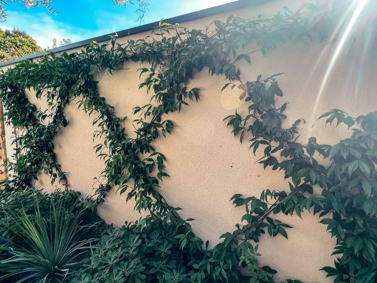 villa ollea plantes 2 1