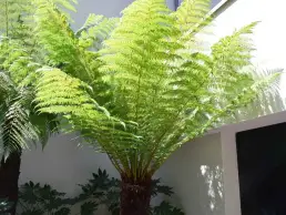 Luxuriance plante apres 5 uai