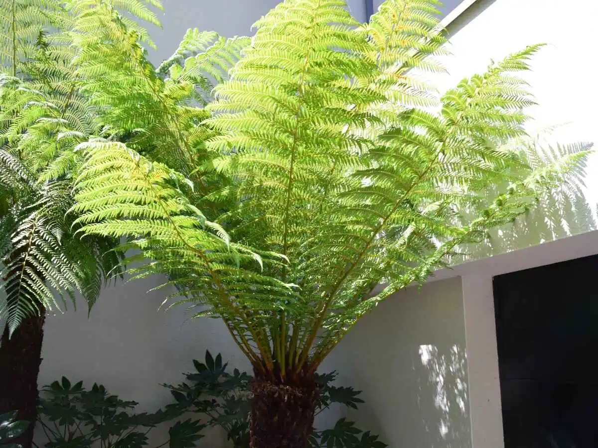 Luxuriance plante apres 5