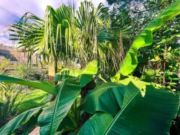 Naoned plantes apres uai