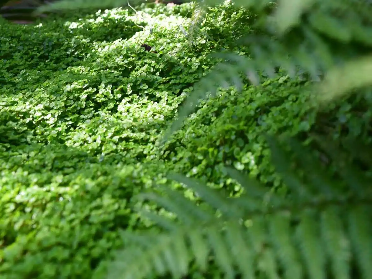 luxuriance apres plante 1