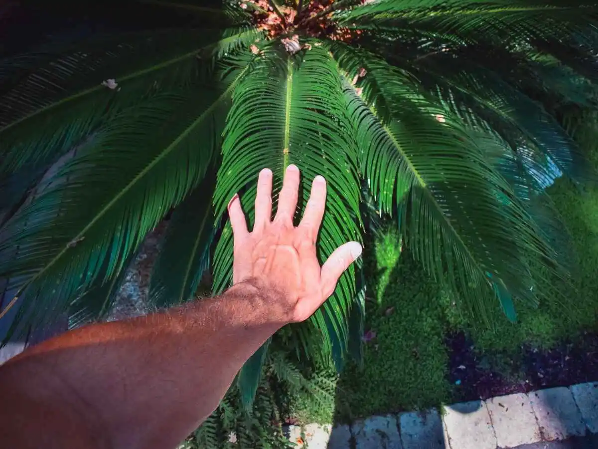 luxuriance apres plante 4