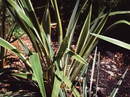 luxuriance apres plante 8 uai