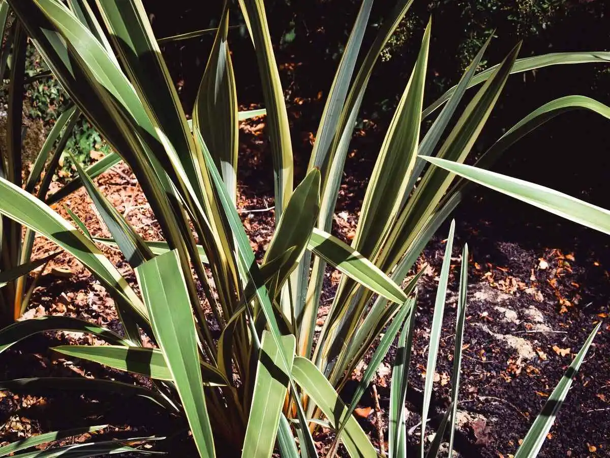 luxuriance apres plante 8