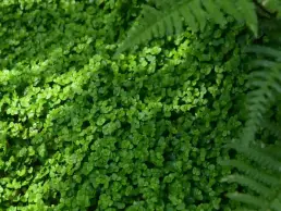 luxuriance apres plante uai