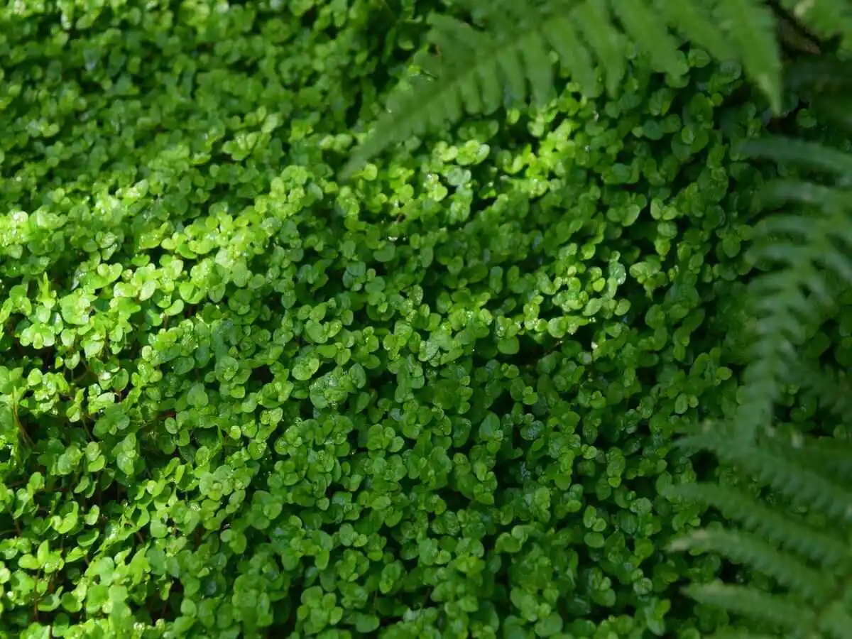 luxuriance apres plante