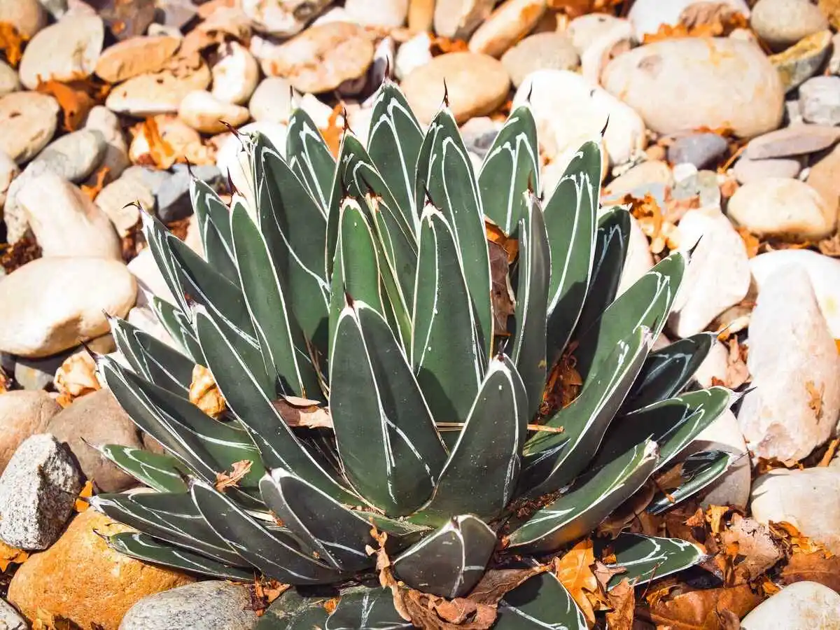 luxuriance plante apres 11