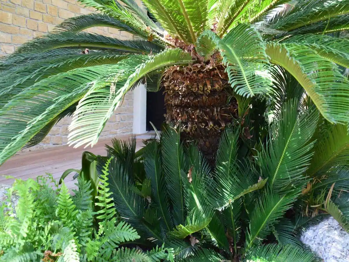 luxuriance plante apres 3
