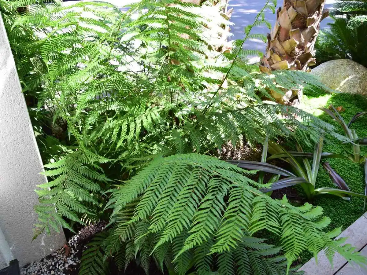 luxuriance plante apres 6