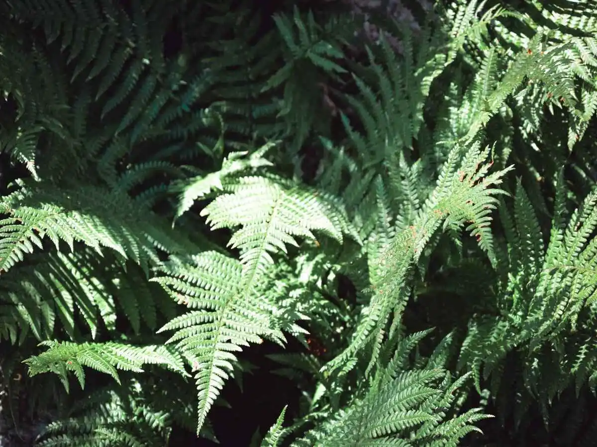 luxuriance plante apres 8