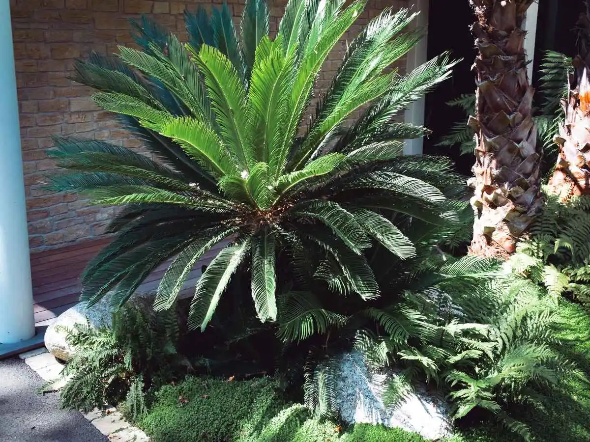luxuriance plante apres 9